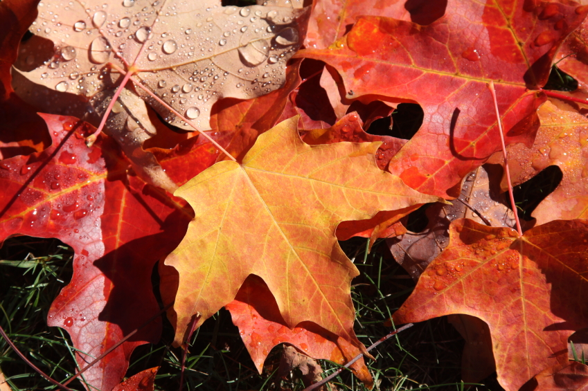Blaetter sammeln für Tischdekoration