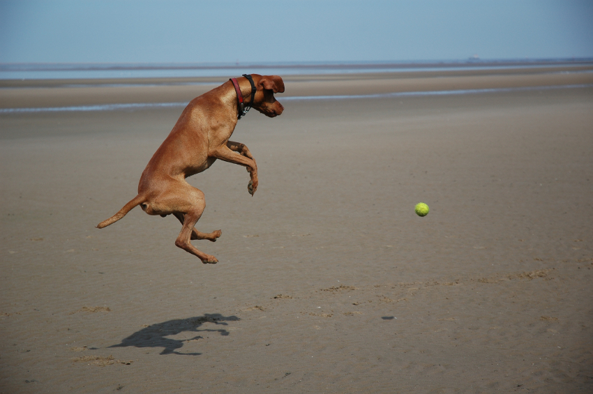 Hund am Strand