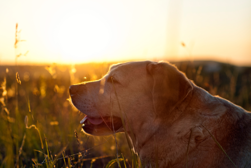 Hund im Gegenlicht