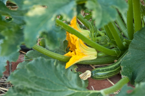 Zucchini im Schrebergarten anpflanzen