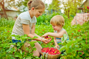 Erdbeeren auf dem Feld pflücken
