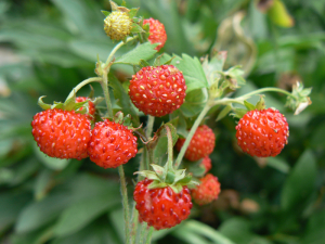 Walderdbeeren pflücken