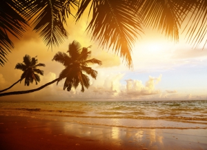 Palmen in der Karibik