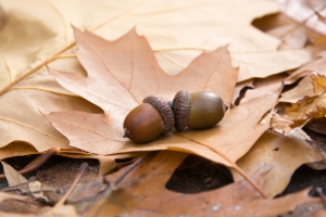 Blätter und Eicheln