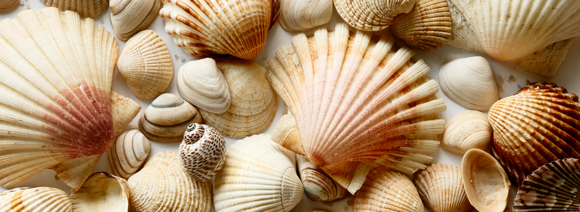 Basteln mit Muscheln: Urlaubserinnerungen mal anders