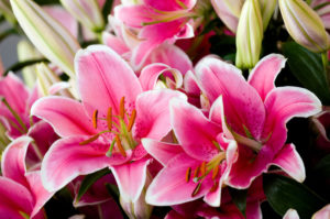 Lilien